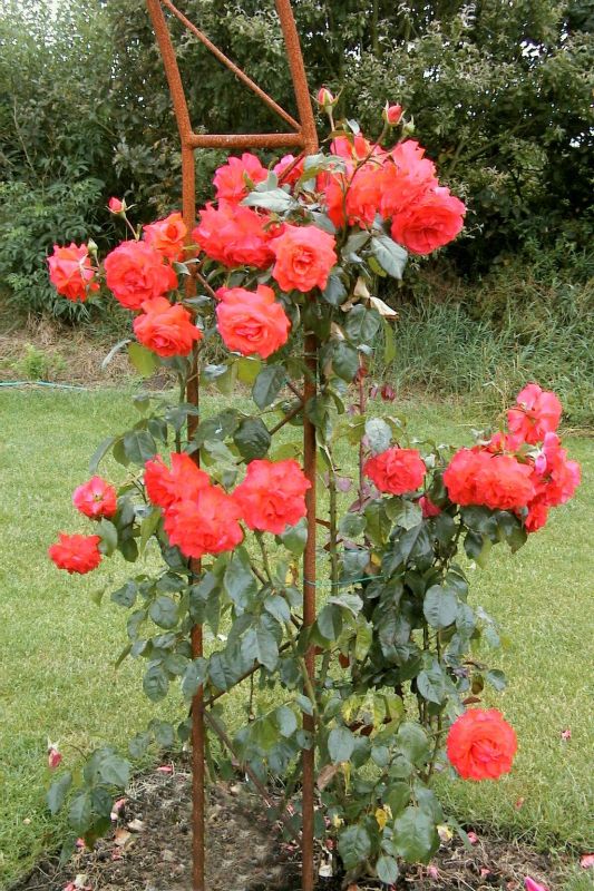 Kletterrose 'Salita' ® - Rosa 'Salita' ® KL