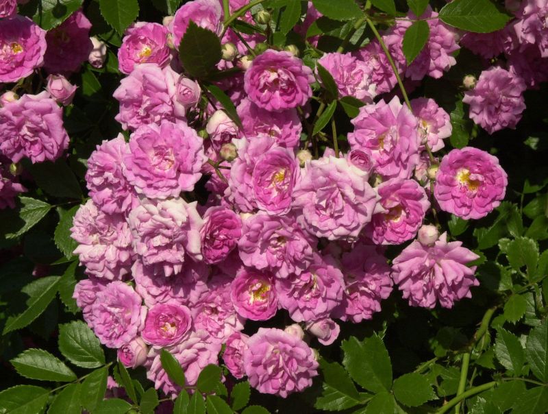 Kletterrose 'Super Dorothy' ® - Rosa 'Super Dorothy' ® KL