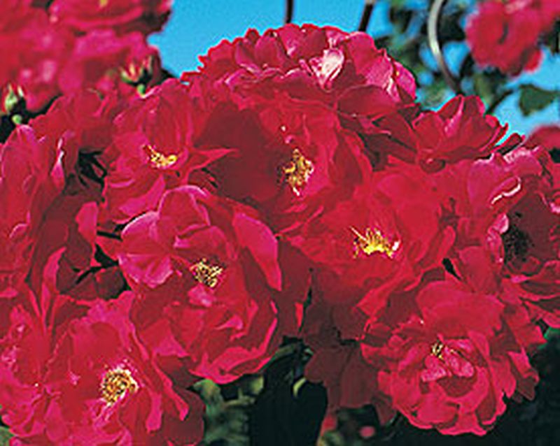 Kletterrose 'Tradition' ® - Rosa 'Tradition' ® KL