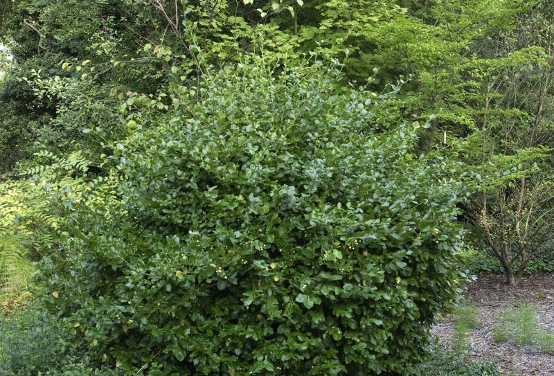 Kletterspindel 'Vegetus' - Euonymus fortunei 'Vegetus'
