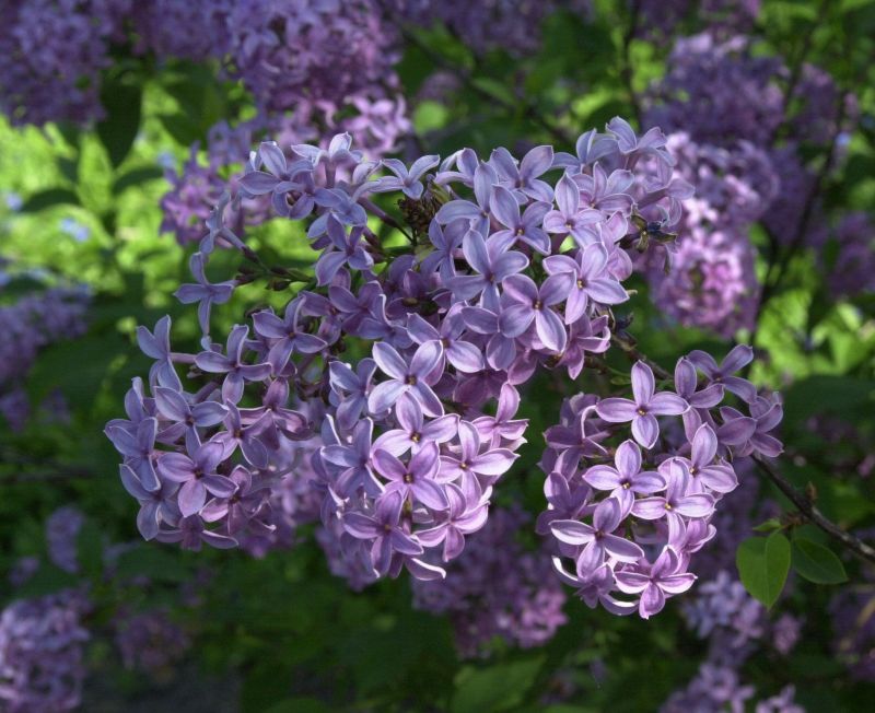 Königsflieder - Syringa chinensis 'Saugeana'