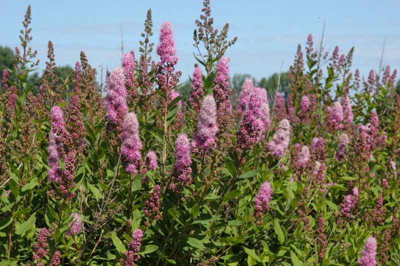 Kolbenspiere 'Triumphans' - Spiraea billardii 'Triumphans'