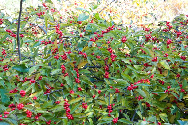 Korallenhülse - Ilex verticillata