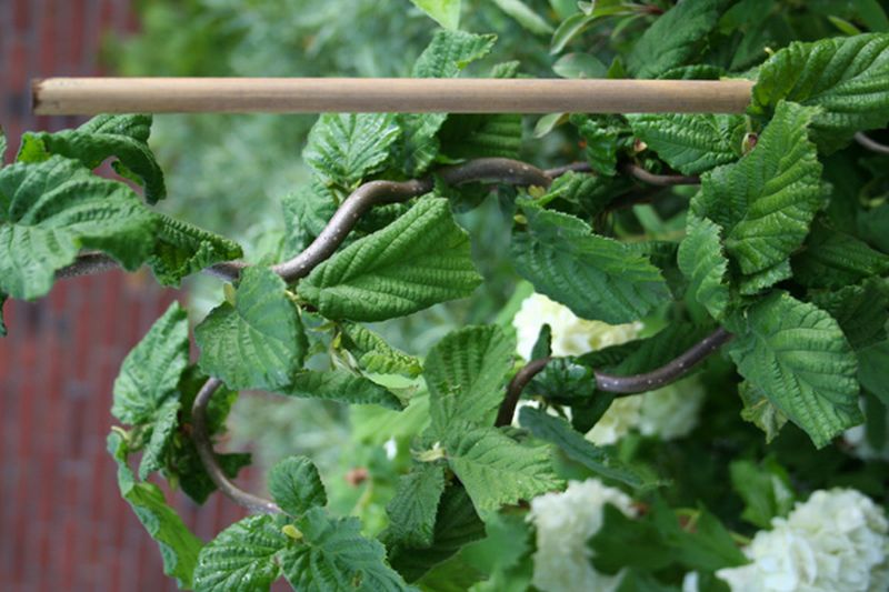 Korkenzieherhasel - Corylus avellana 'Contorta'