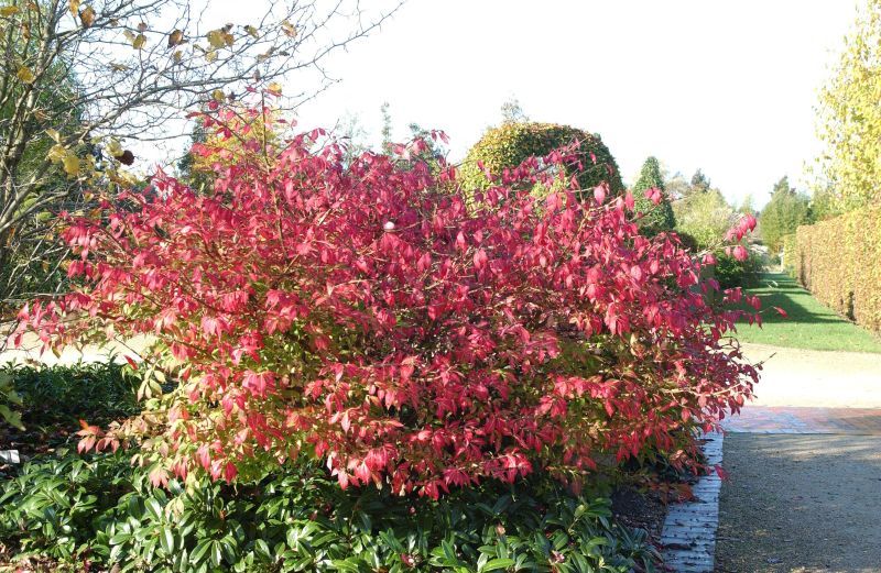 Korkflügelstrauch - Euonymus alatus