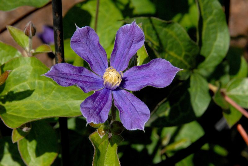 Krautige Garten-Waldrebe 'Arabella' - Clematis integrifolia 'Arabella'