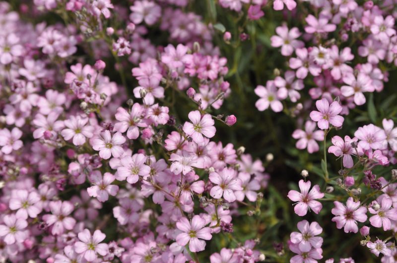 Kriechendes Garten-Schleierkraut - Gypsophila repens 'Rosea'