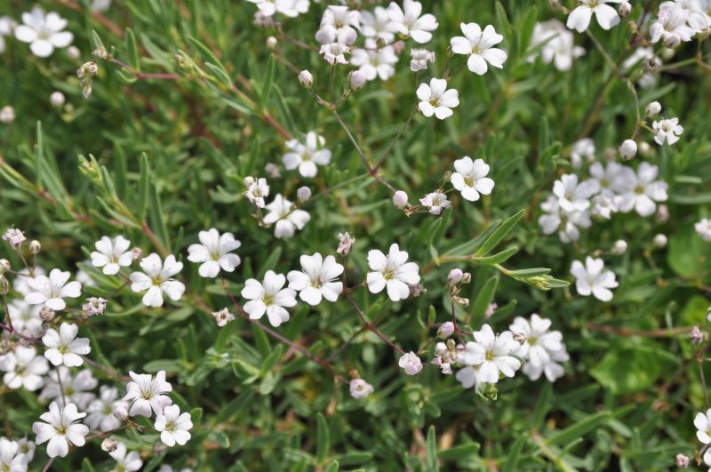 Kriechendes Schleierkraut - Gypsophila repens