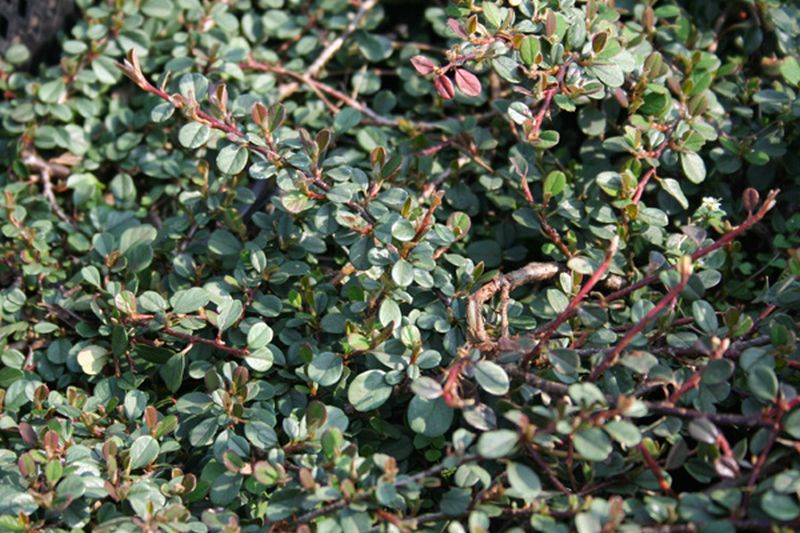 Kriechmispel 'Coral Beauty' - Cotoneaster x suecicus 'Coral Beauty'