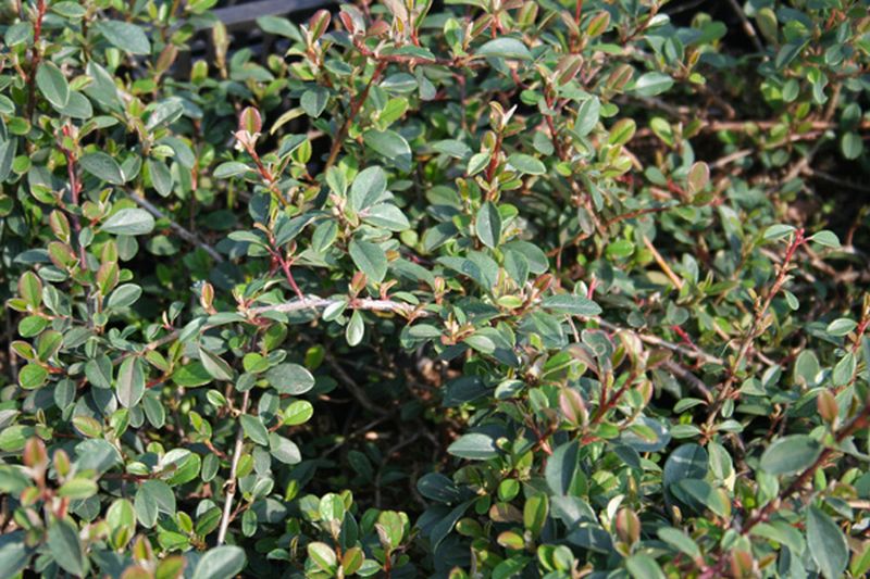 Kriechmispel 'Eichholz' - Cotoneaster radicans 'Eichholz'