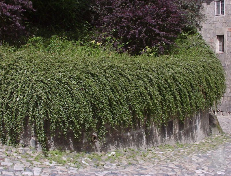 Kriechmispel 'Skogholm' - Cotoneaster dammeri 'Skogholm'