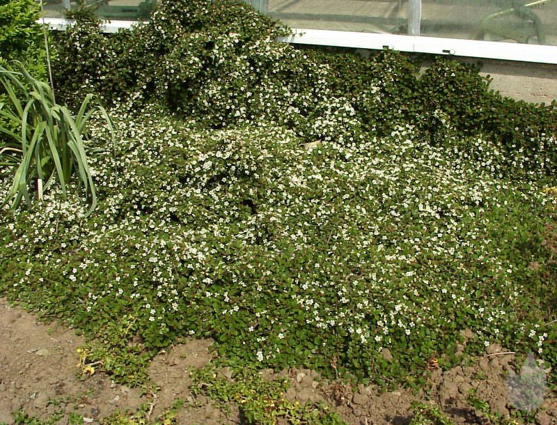 Kriechmispel 'Streibs Findling' - Cotoneaster micro.'Streibs Findling'