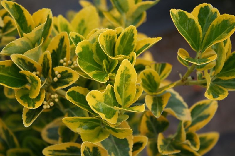 Kriechspindel 'Blondy' ® - Euonymus fortunei 'Blondy' ®