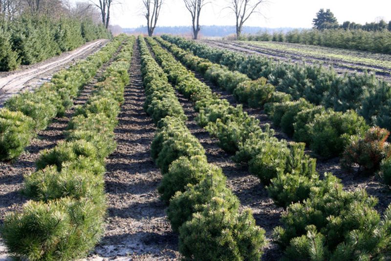 Krummholz-Kiefer - Pinus mugo mughus