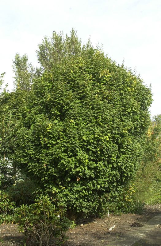 Kugel-Feldahorn - Acer campestre 'Nanum'