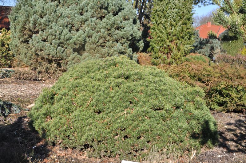 Kugel-Kiefer 'Mini Mops' - Pinus mugo 'Mini Mops'