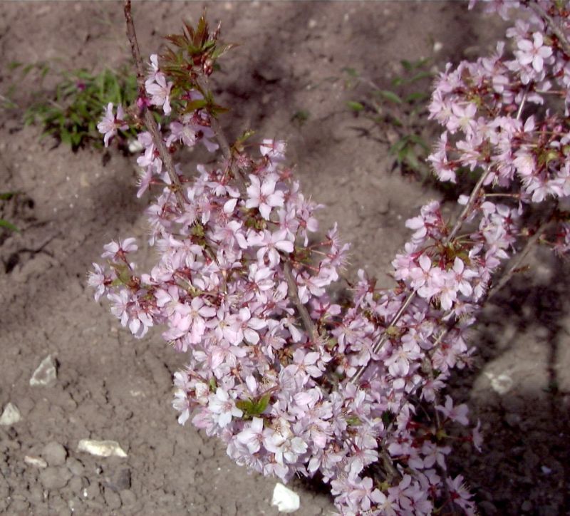 Kurilenkirsche 'Ruby' - Prunus kurilensis 'Ruby' CAC