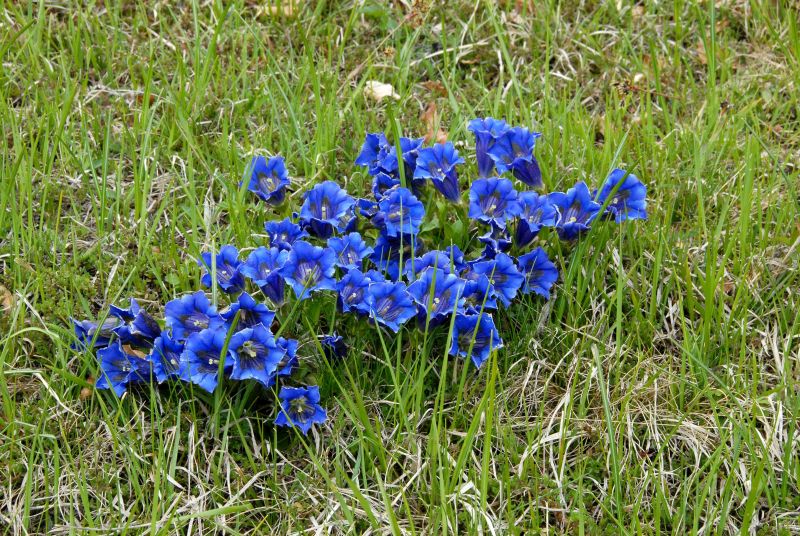 Kurzstängeliger Silikat-Enzian - Gentiana acaulis