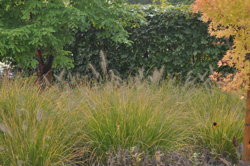 Lampenputzergras - Pennisetum alopecuroides 'Hameln'