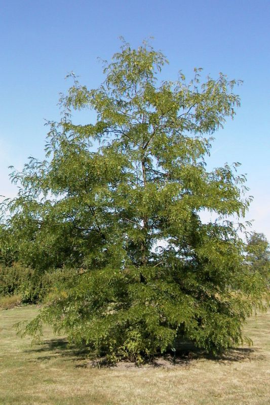 Lederhülsenbaum 'Skyline' - Gleditsia triacanthos 'Skyline'