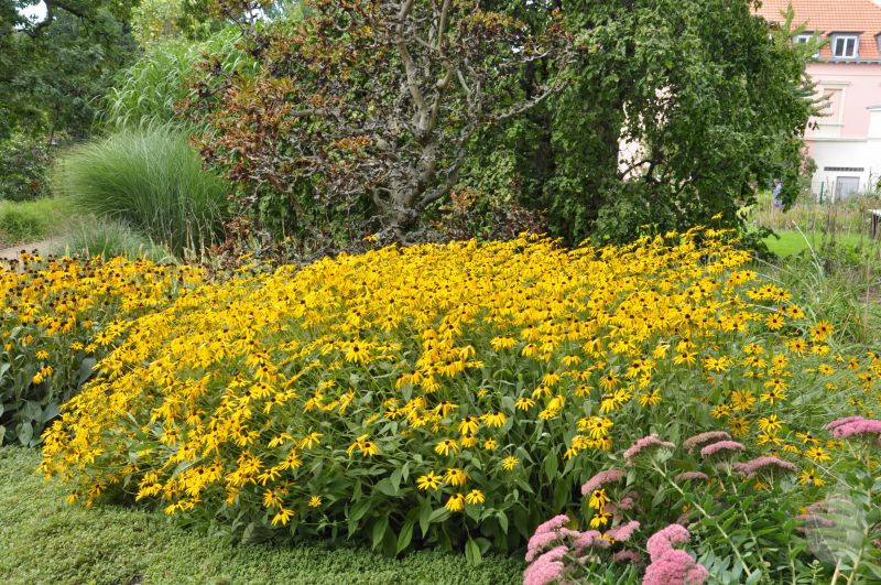 Leuchtender Garten-Sonnenhut - Rudbeckia fulgida sullivantii 'Goldsturm'