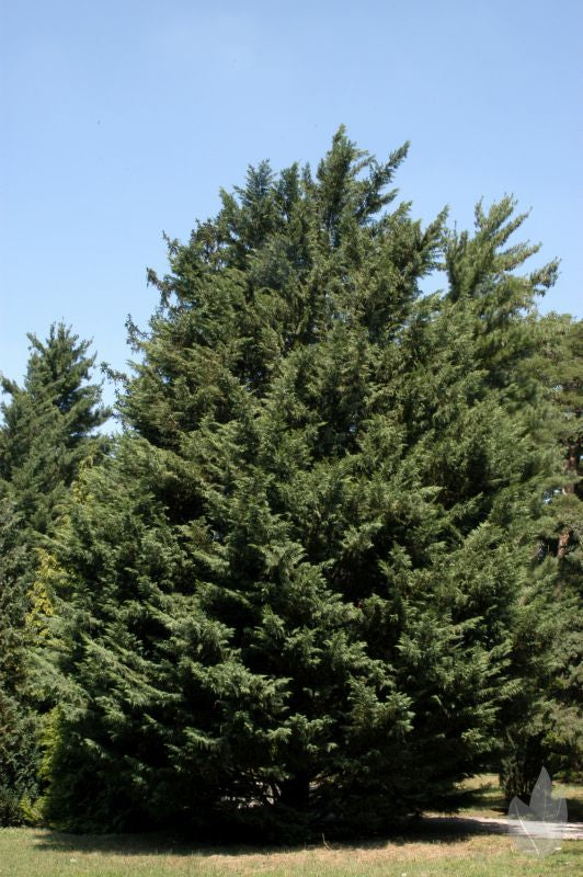 Leyland-Zypresse - Cupressocyparis leylandii