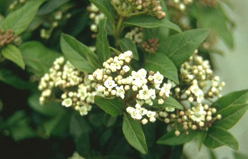 Lorbeer-Schneeball - Viburnum tinus