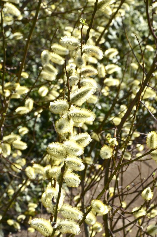 Männliche Salweide - Salix caprea 'Mas'