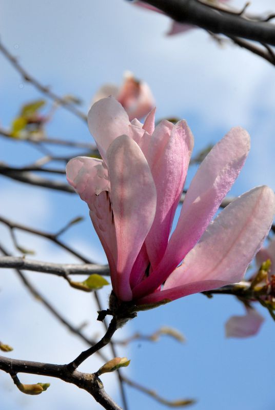 Magnolie 'Galaxy' - Magnolia 'Galaxy'