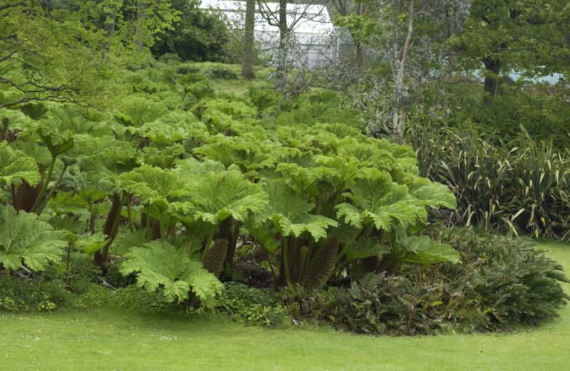 Mammutblatt - Gunnera manicata