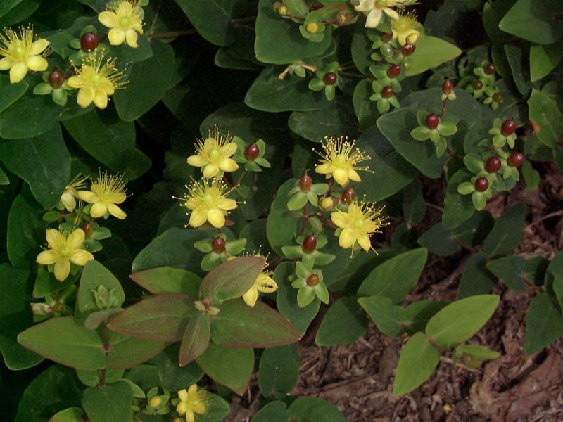 Mannsblut 'Excellent Flair' - Hypericum androsaemum 'Excellent Flair'