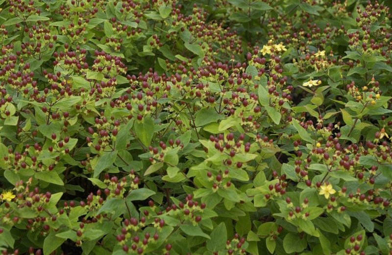 Mannsblut,Johanniskraut - Hypericum androsaemum