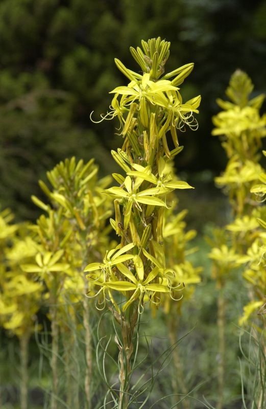 Mediterrane Junkerlilie - Asphodeline lutea