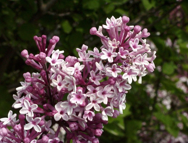 Meyer's Flieder 'Josee' - Syringa meyeri 'Josee'