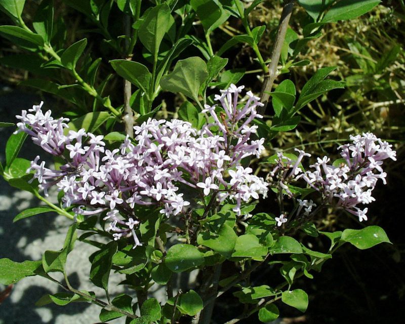Meyer's Flieder 'Palibin' - Syringa meyeri 'Palibin'