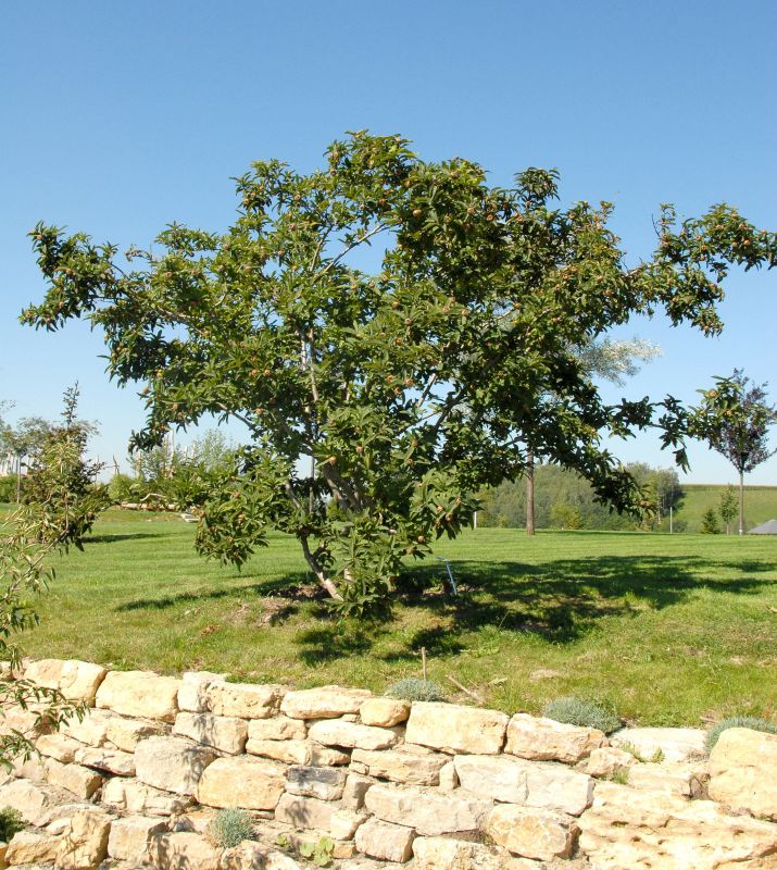 Mispel - Mespilus germanica