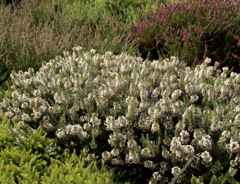 Mittsommerheide 'Lyonesse' - Erica vagans 'Lyonesse'