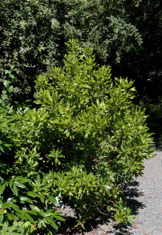 Moor-Gagelstrauch - Myrica gale