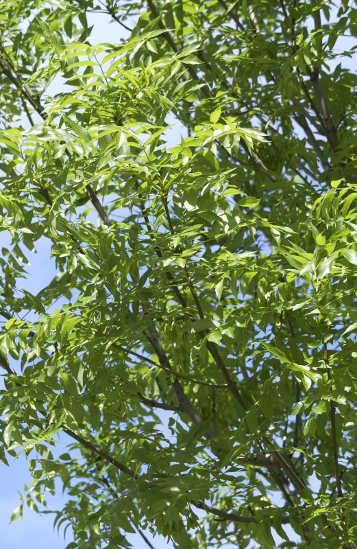 Nichtfruchtende Straßenesche 'Westhof's Glorie' - Fraxinus exc.'Westhof's Glorie'