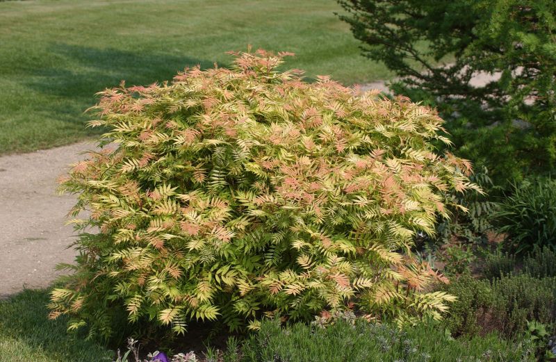 Niedrige Fiederspiere 'Sem' - Sorbaria sorbifolia 'Sem' -S-