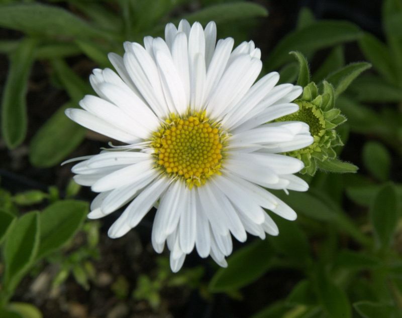 Niedrige Garten-Aster Albus - Aster alpinus 'Albus'