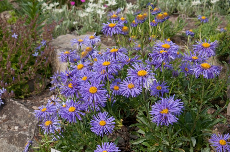 Niedrige Garten-Aster Goliath - Aster alpinus 'Goliath'
