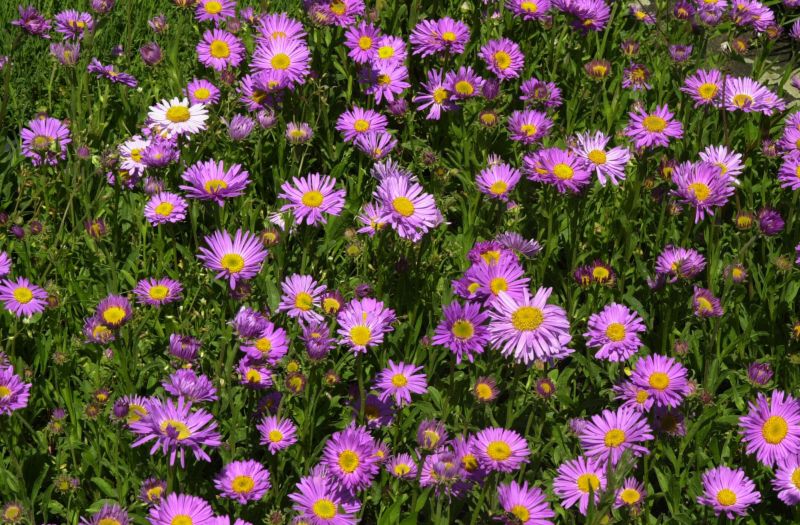 Niedrige Garten-Aster Happy End - Aster alpinus 'Happy End'