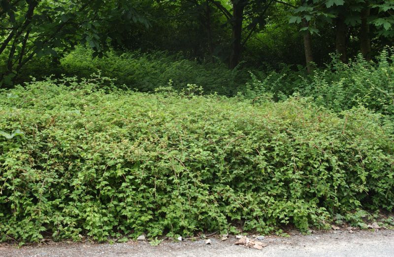 Niedrige Kranzspiere - Stephanandra incisa 'Crispa'