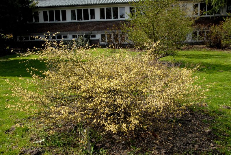 Niedrige Scheinhasel - Corylopsis pauciflora