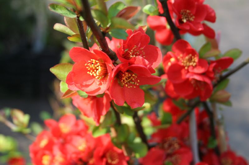 Niedrige Scheinquitte - Chaenomeles japonica