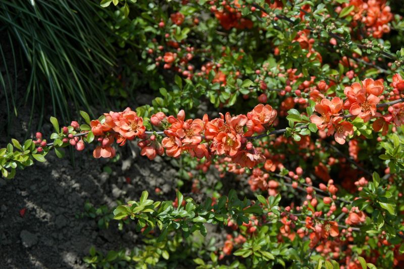 Niedrige Scheinquitte 'Sargentii' - Chaenomeles japonica 'Sargentii'