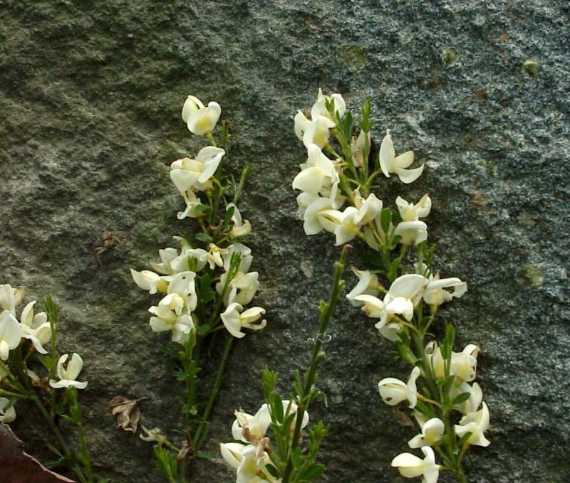Niedriger Elfenbeinginster - Cytisus kewensis