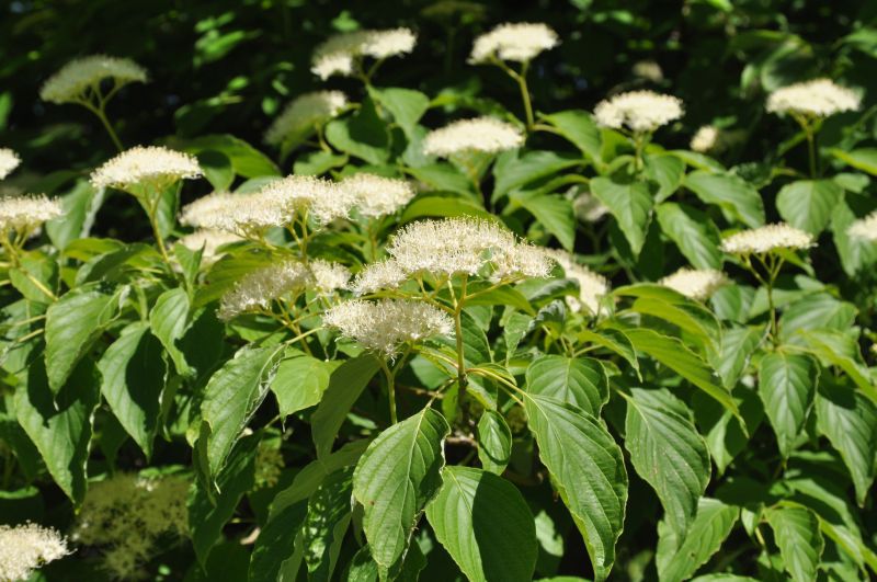 Niedriger Etagen-Hartriegel - Cornus alternifolia