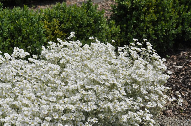 Niedriges Hornkraut - Cerastium tomentosum var.columnae